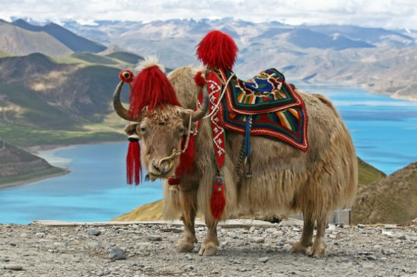 Tibetan yak