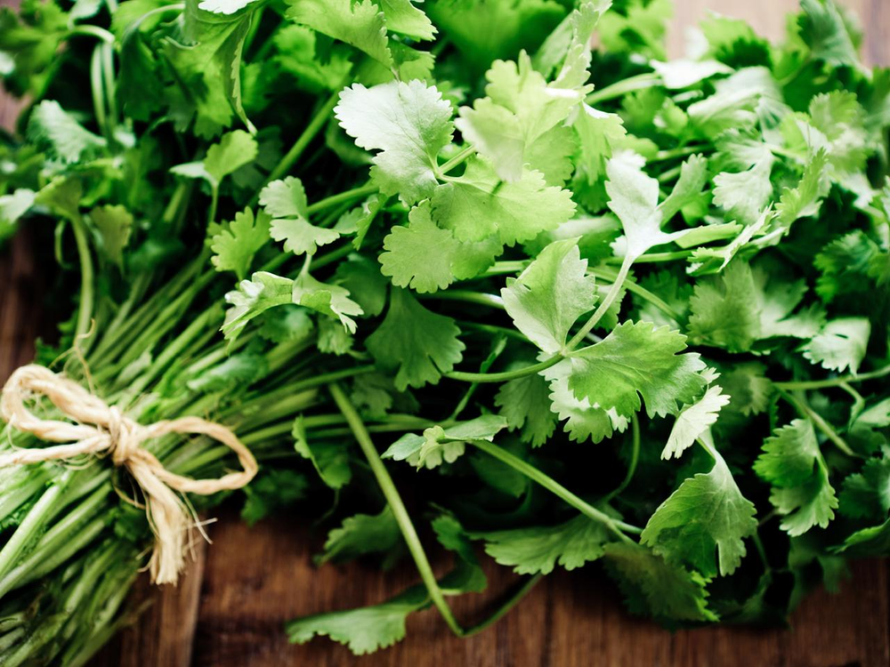 fresh coriander