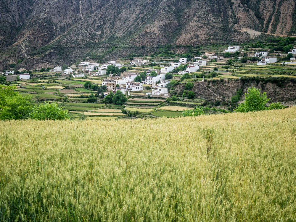 Barley field, eastern Tibet