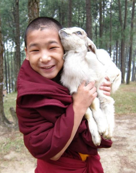 Young monk and baby goat