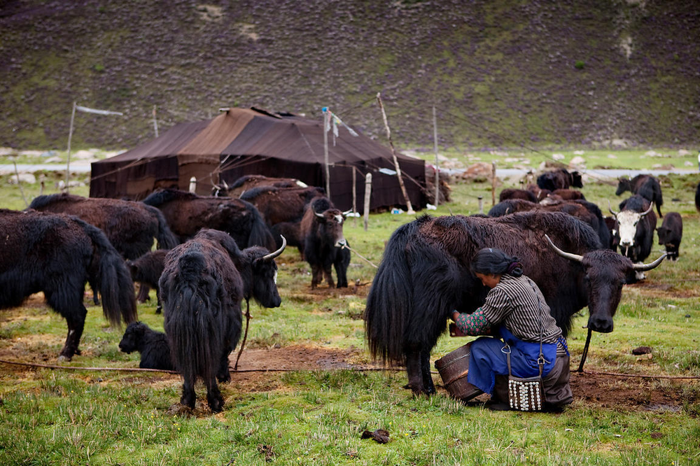 Tibetan yaks