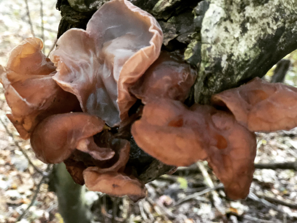 Wood Ear Mushrooms: A Delicate Treat - Gardenista